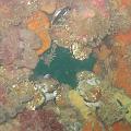 eutokia 11 giugno 1005 021
